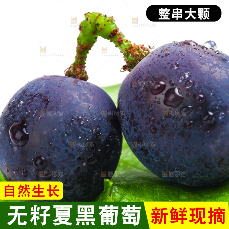 新鲜夏黑葡萄放在白底上