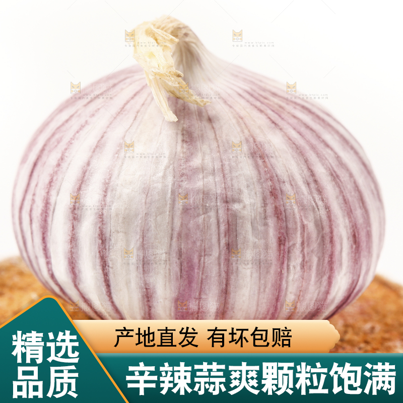 浅底上的独蒜