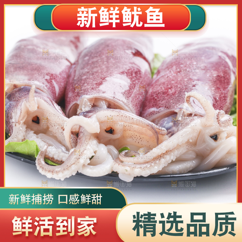 白底上的鱿鱼