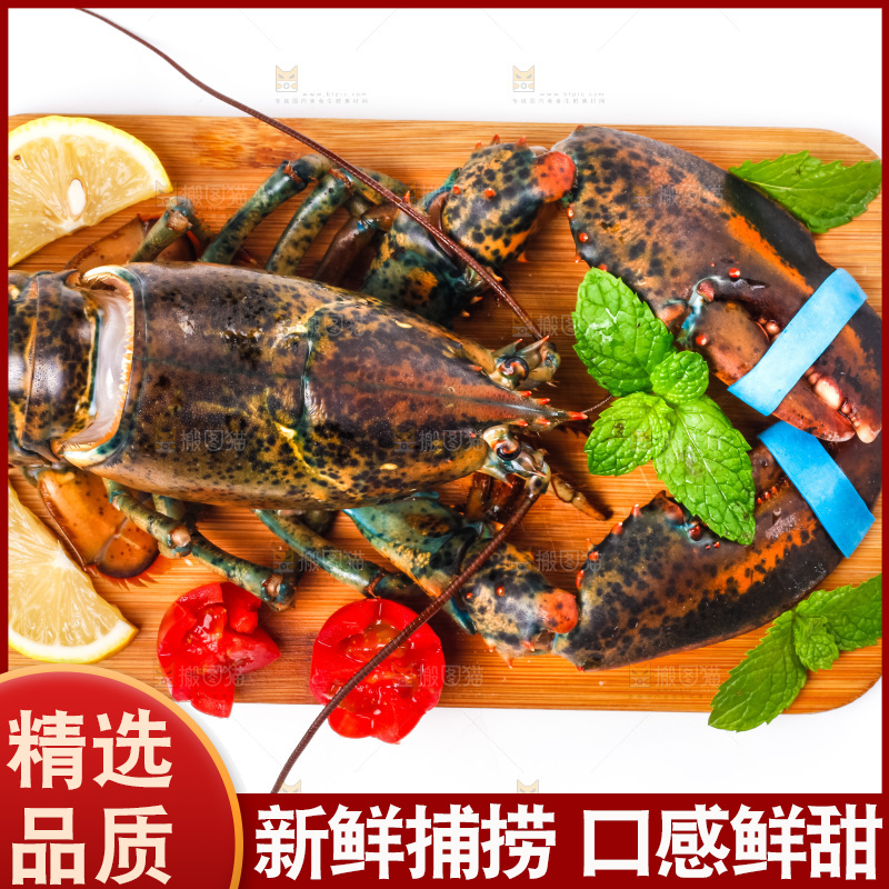 浅底上的澳洲龙虾