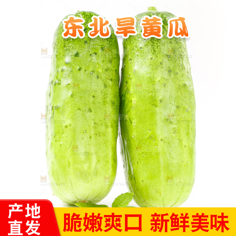 白底上放着新鲜旱黄瓜