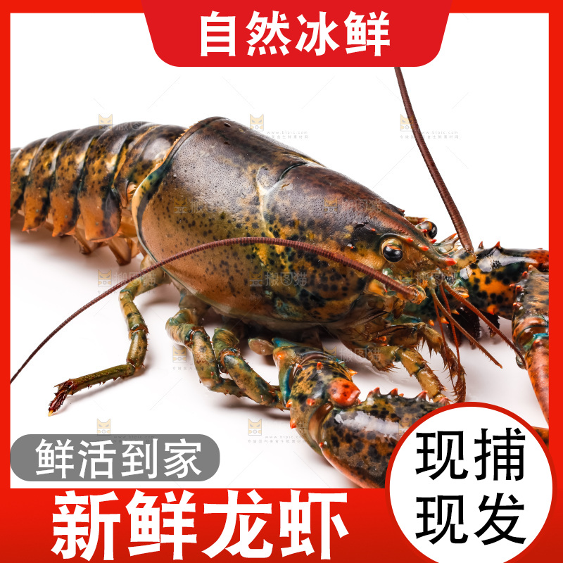 白底上的澳洲龙虾