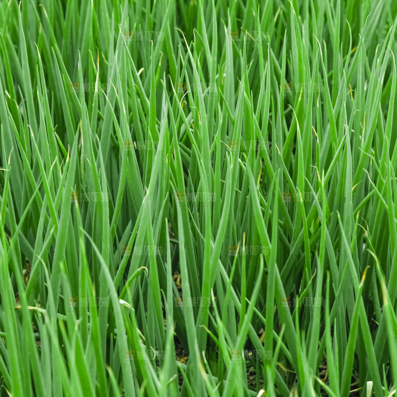地里长着小葱