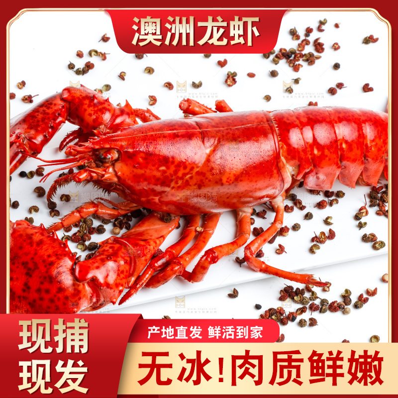 白底上放着澳洲大龙虾