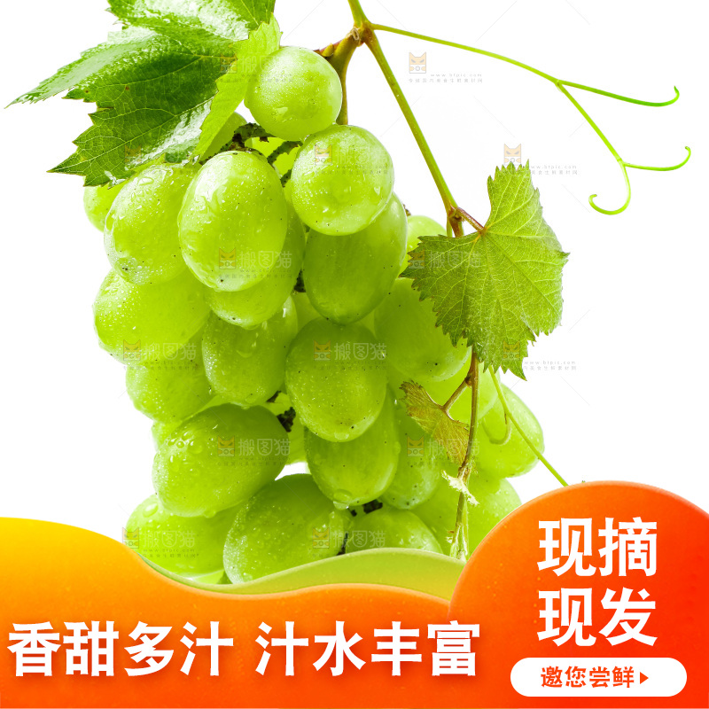 白底上的青提