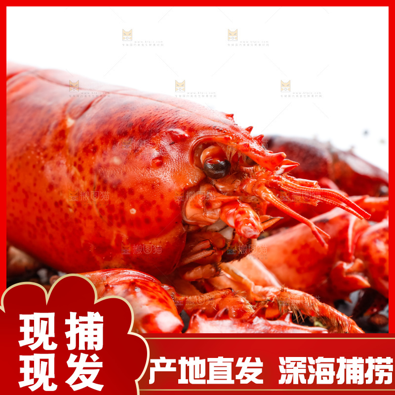 白底上放着澳洲大龙虾