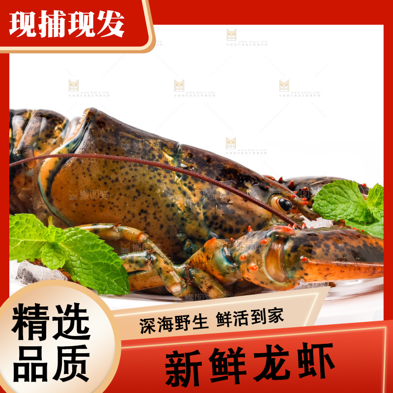 白底上的龙虾