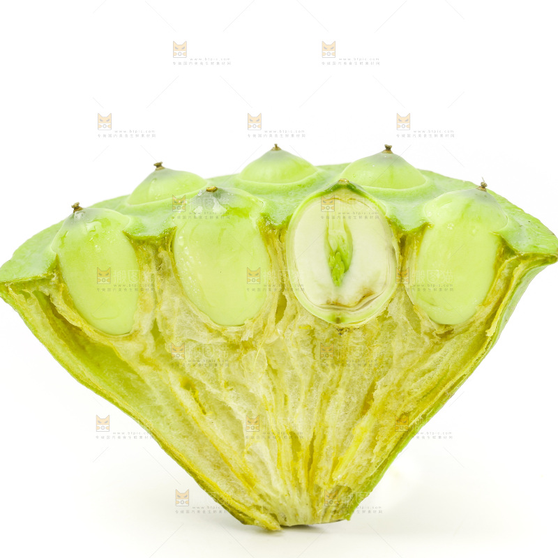 白底上的嫩莲蓬