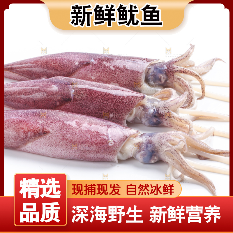 白底上的鱿鱼