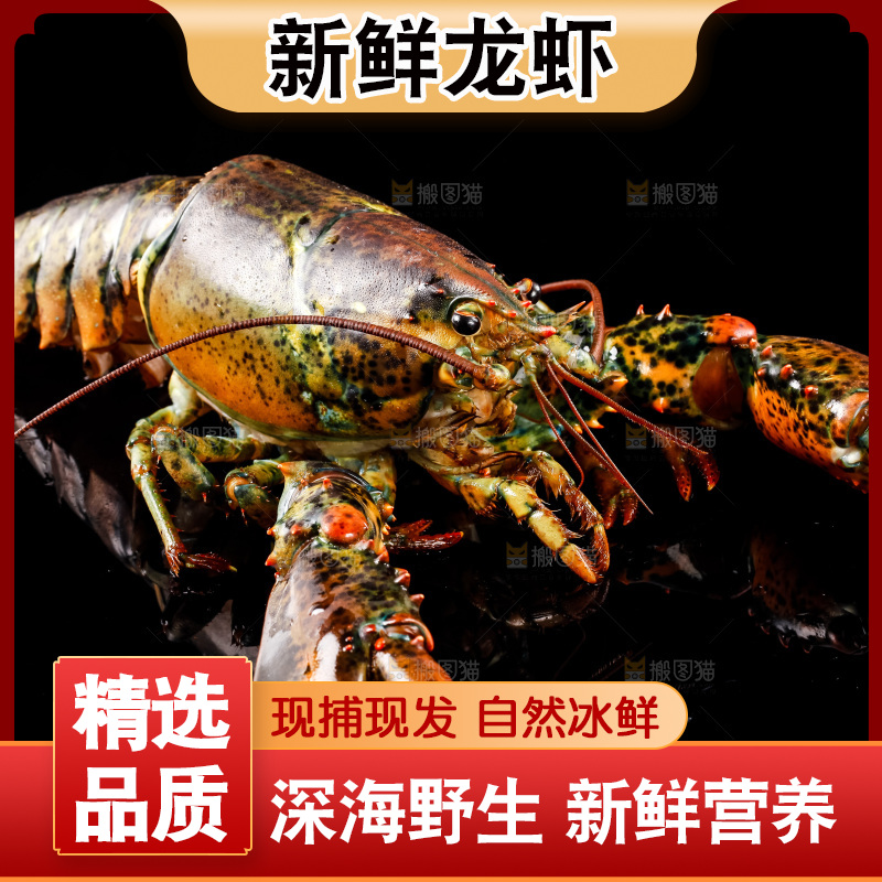 黑底上的澳洲龙虾