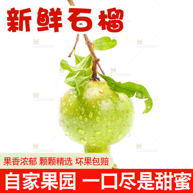 白底上的新鲜石榴
