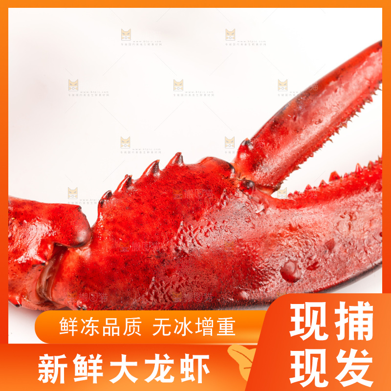 白底上放着澳洲龙虾