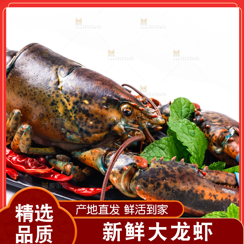 浅底上的澳洲龙虾