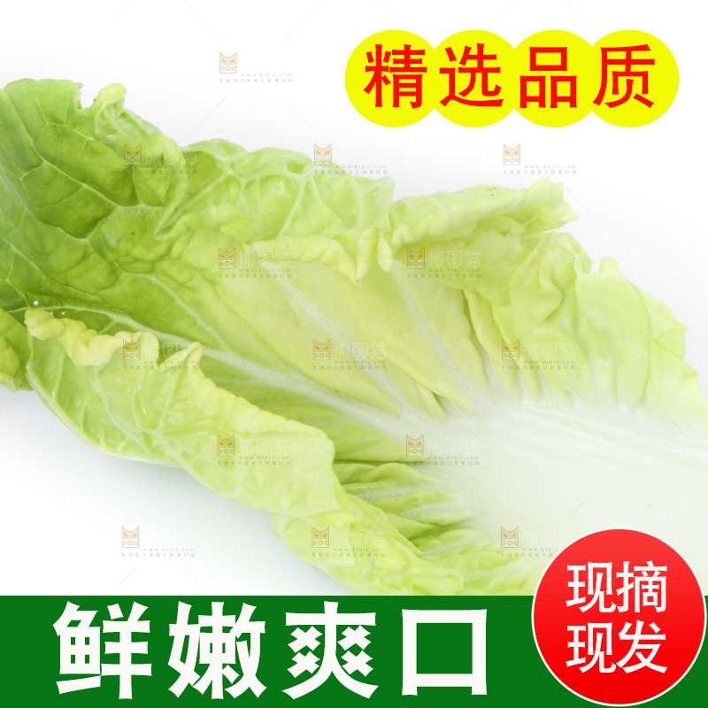 白底上放着大白菜
