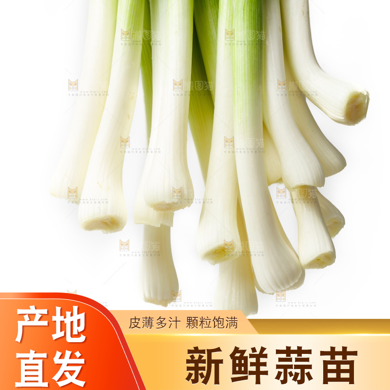 白底上的新鲜蒜苗