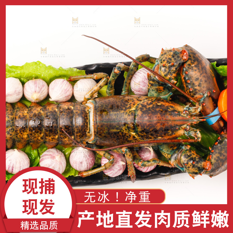 白底上放着一盘澳洲龙虾