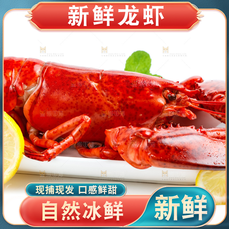 白底上放着澳洲大龙虾