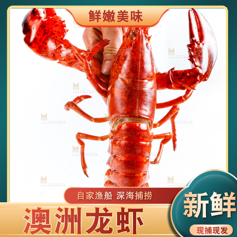 手拿澳洲大龙虾