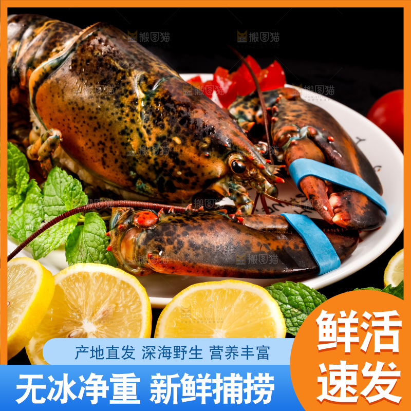 深底上放着澳洲龙虾