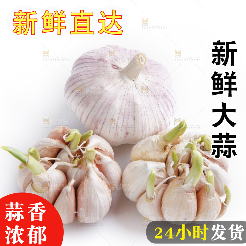 白底上的山东大蒜头