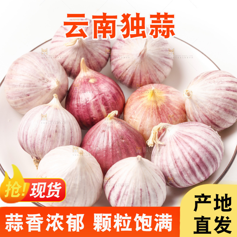浅底上的独蒜