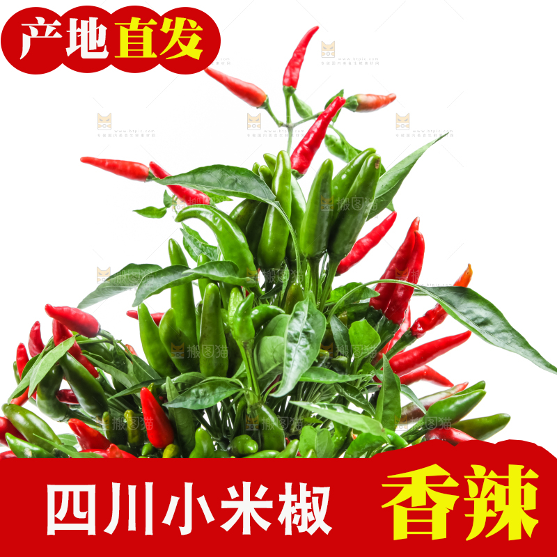 白底上的小米椒