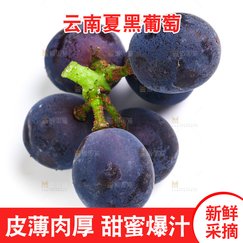 新鲜夏黑葡萄放在白底上