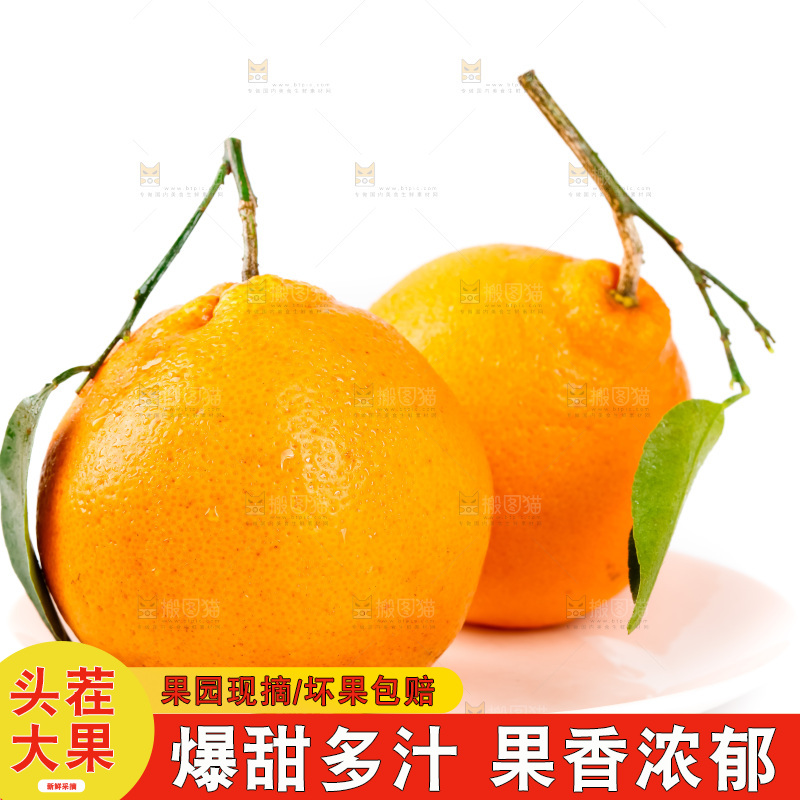 白底上的春见耙耙柑
