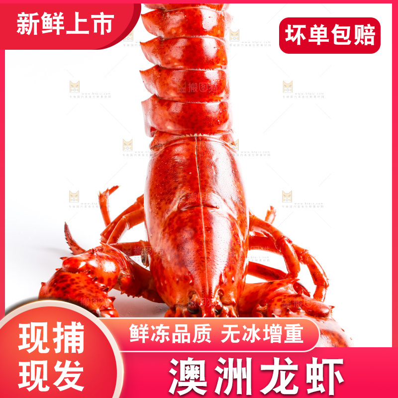 白底上放着澳洲大龙虾