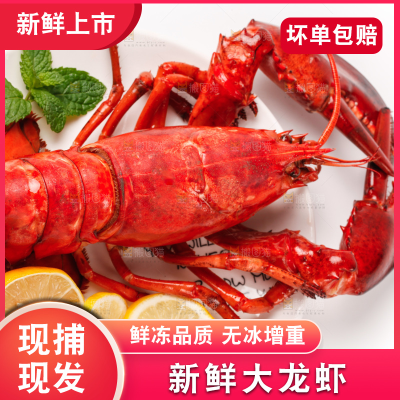 澳洲大龙虾放在白底上