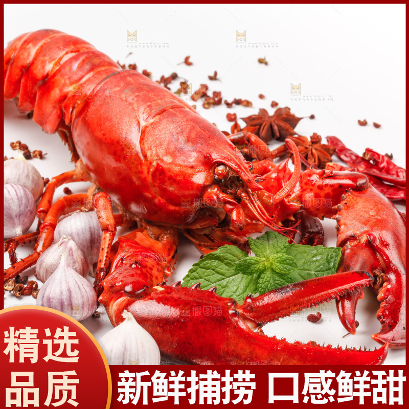 白底上放着波士顿大龙虾