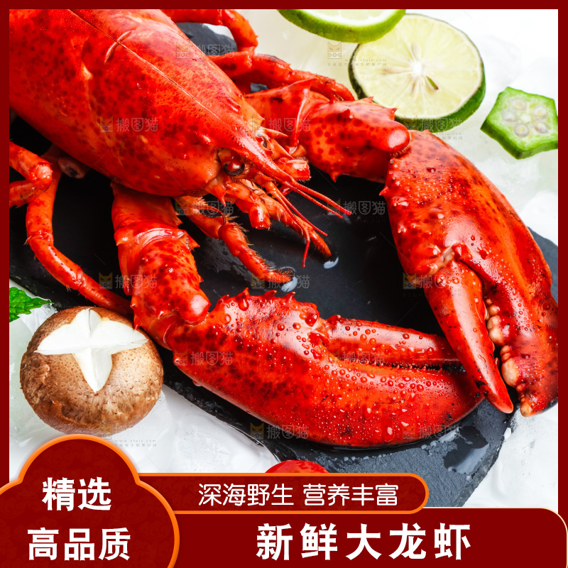 浅底上的澳洲大龙虾