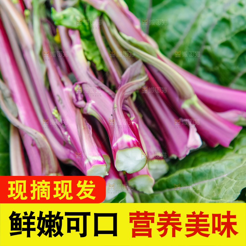 手里拿着紫菜苔