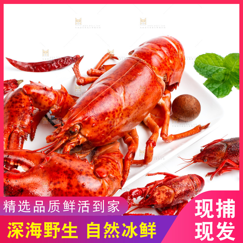 白底上放着澳洲大龙虾