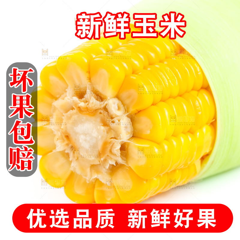 白底上的黄玉米