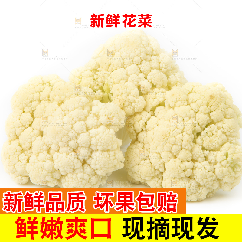白底上的白花菜