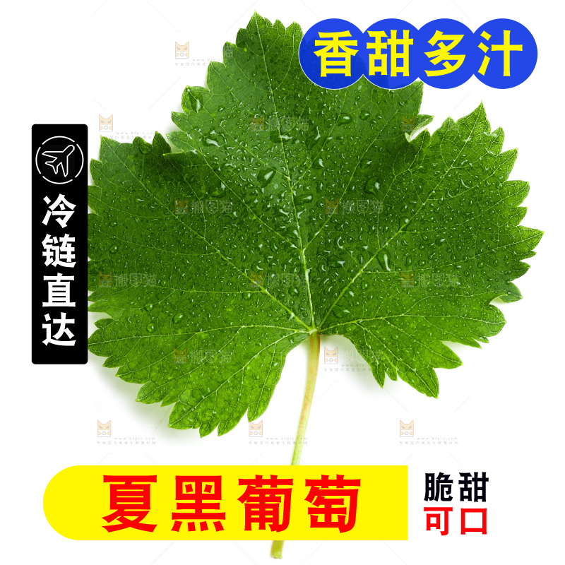 白底上的夏黑