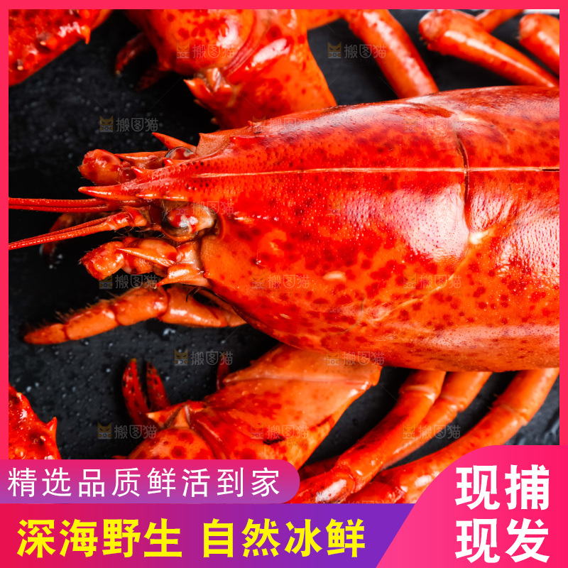 黑石板上的澳洲大龙虾