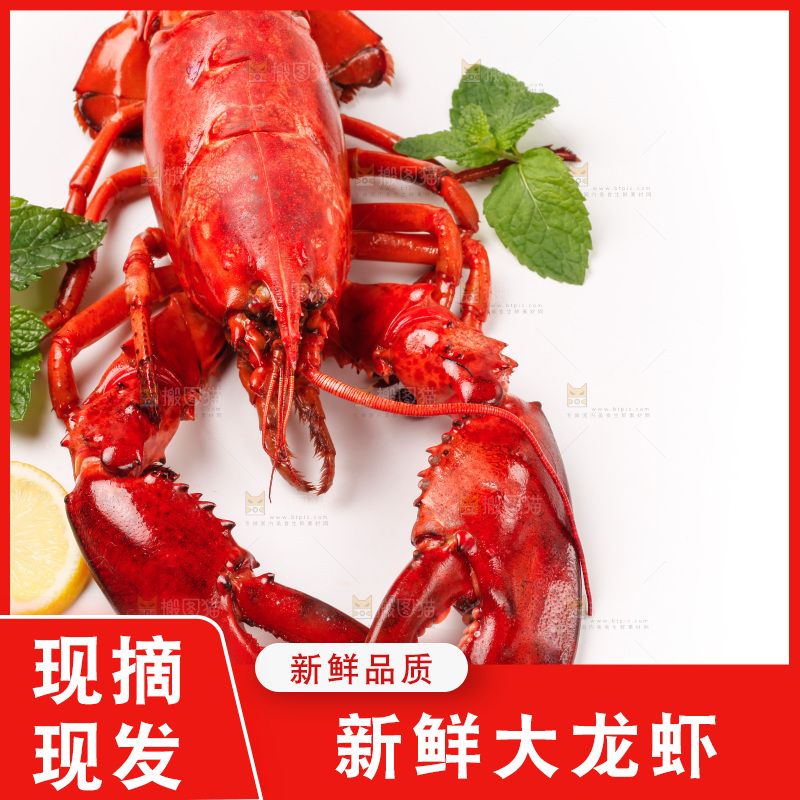 澳洲大龙虾放在白底上