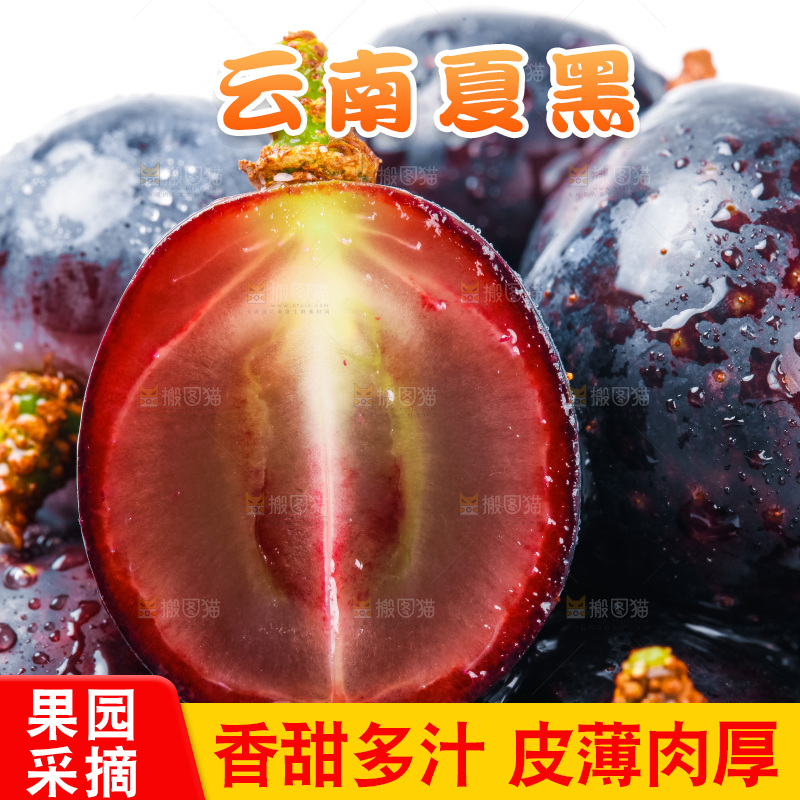 云南夏黑葡萄放在白底上
