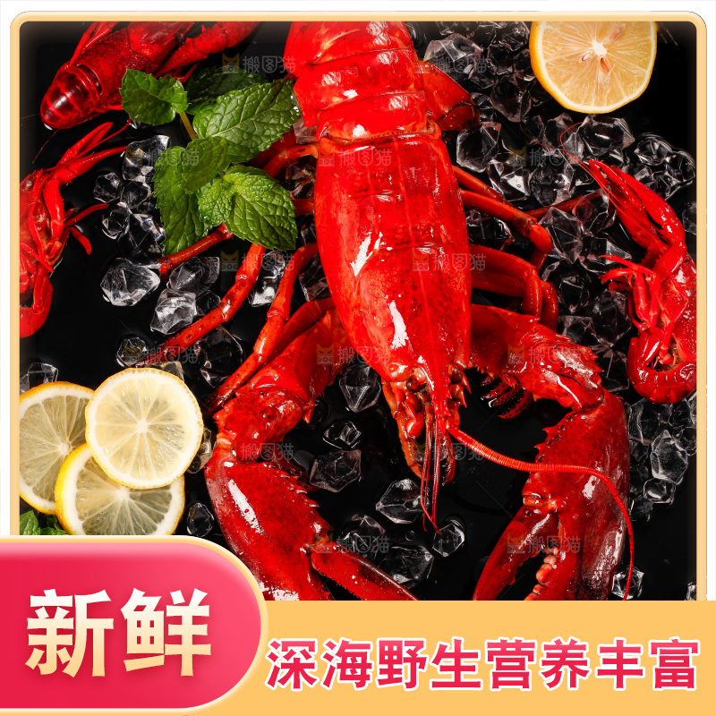 黑底上的澳洲大龙虾