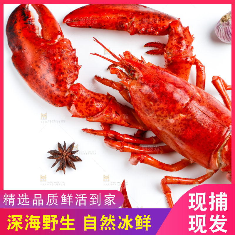 白底上的波士顿大龙虾