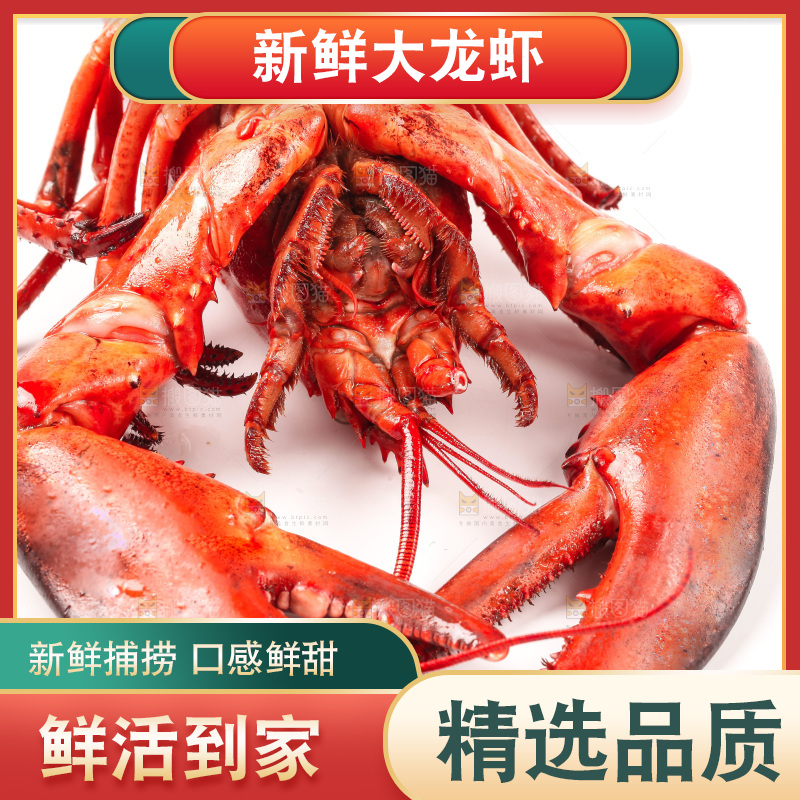 白底上放着澳洲龙虾