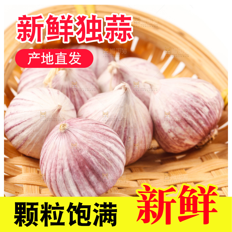 浅底上的独蒜