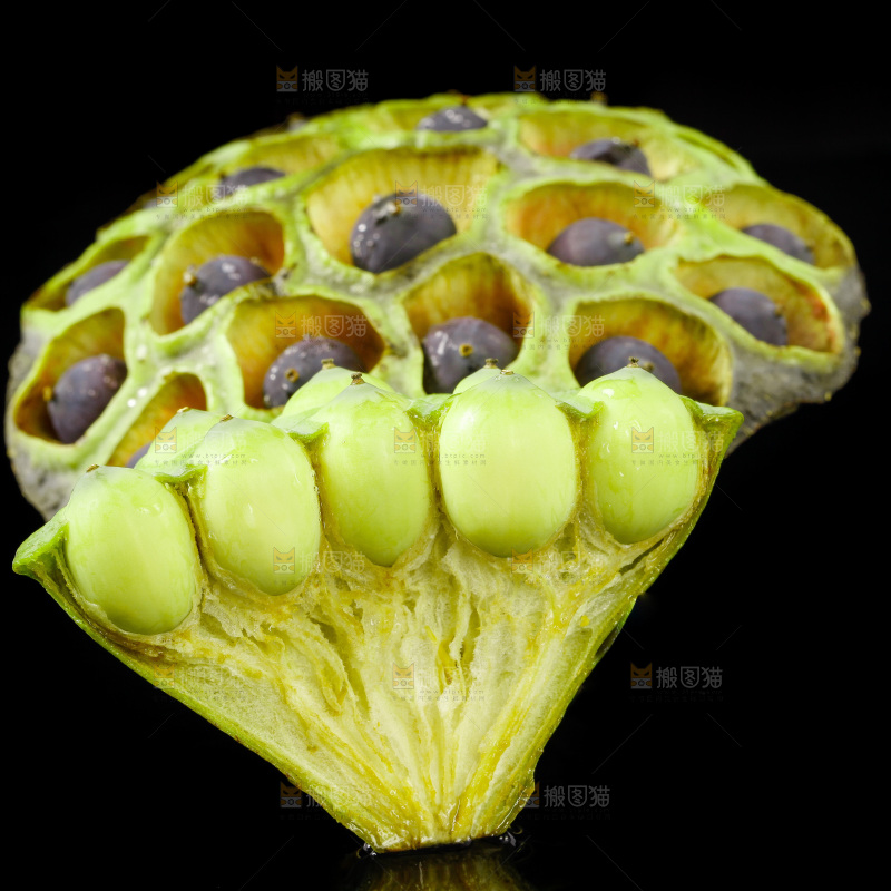 湖北莲蓬放在黑底上
