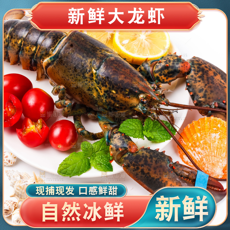 浅底上的澳洲龙虾