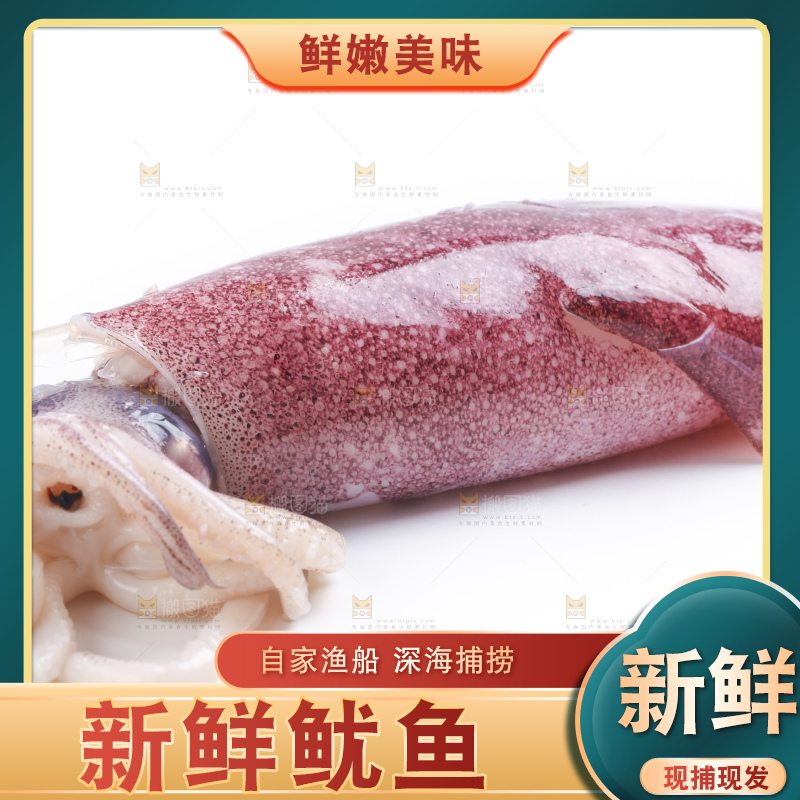 白底上的鱿鱼