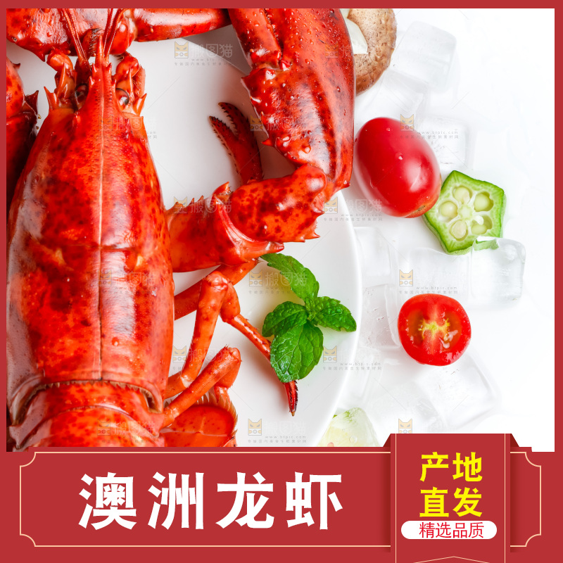 浅底上的澳洲大龙虾