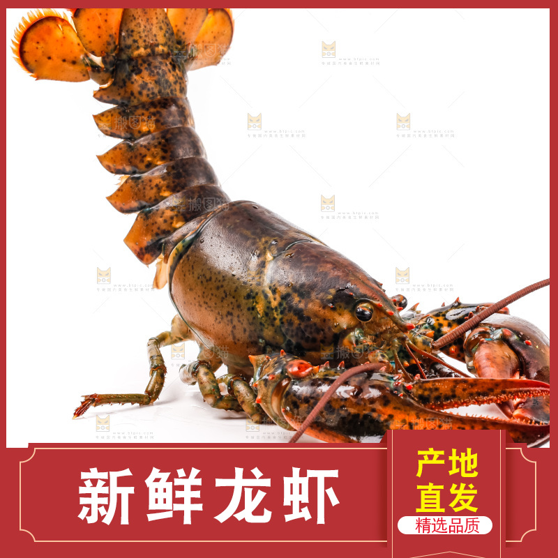 白底上的澳洲龙虾