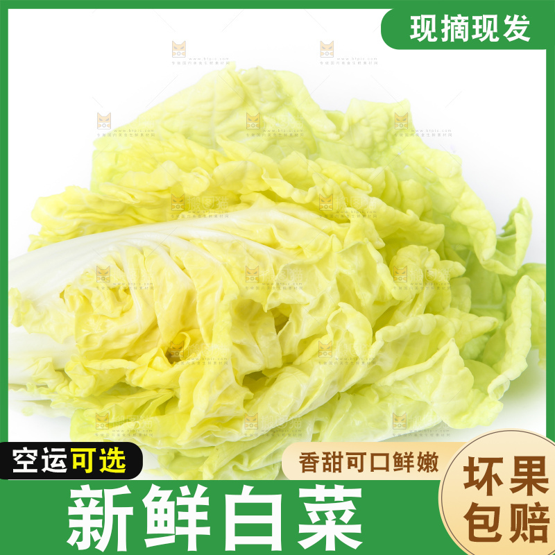 白底上放着大白菜